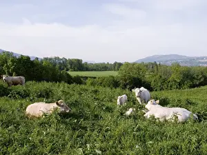 Farm Animal Husbandry Prints: Cows in a field