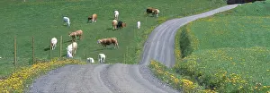 Domestic Cattle Breed Prints: Cows in a field