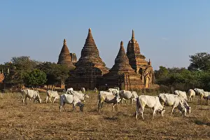 Uninhabited Countryside Scenes Prints: Cows grazing on field with temples in the background