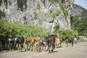 Southeast Asia Livestock Farming Prints: Cows in the Nature