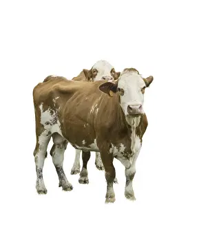 Domestic Cattle Breeds Prints: Two cows on a transparent background