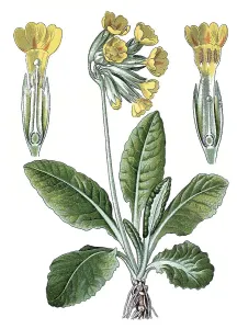 Cowslip Print, Chromolithograph, ca. 1870