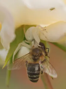Wild Animal Camouflage Prints: Crab Spider with Bee