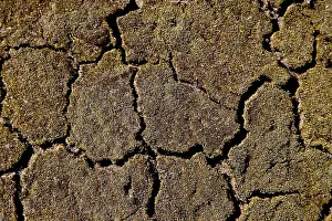 Drought Affected Land Prints: Cracked soil