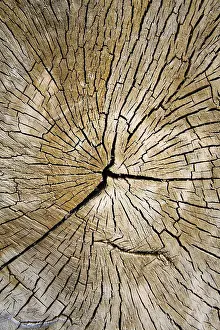 Textured Wooden Surface Prints: Cracks and patterns in dried wood
