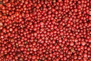 American Cranberry Prints: Cranberrys