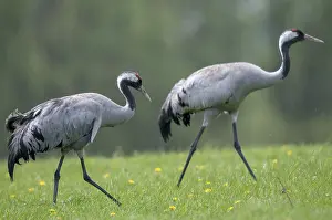 Prints of Crane, grus grus, crane, birds, gruidae, gruiformes, cranes, waitbirds, birds Common Crane Prints: Print of a Crane (Grus grus)