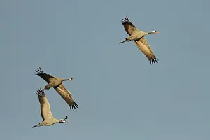 Common Crane Lower Saxony Prints: Crane, Grus grus, flying, Dummer See