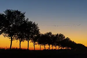 German Federal Republic Fauna Prints: Cranes on the autumn migration