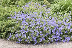 Storksbill Flowers Prints: Cranesbill (Geranium Brookside')
Cranesbill (Geranium Brookside')