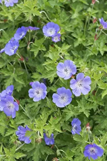 Storksbill Flowers Prints: Cranesbill (Geranium ROZANNE)