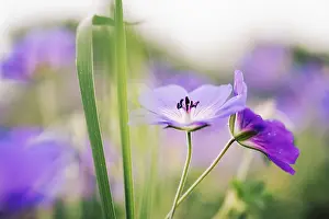 Delicate Purple Flowers Prints: Cranesbill (Geranium sp.)