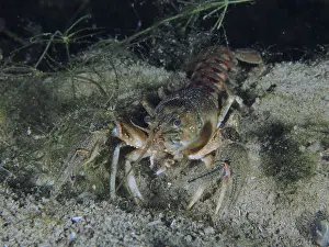 Prints of Crayfish (Faxonius limosus) at night, American crayfish, invasive species Crayfish Prints: Crayfish (Faxonius limosus) Nighttime Print, Rhine River