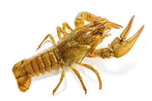 Prints of Crayfish on a white background. Crayfish isolated on white Crayfish Prints: Crayfish Print on White Background