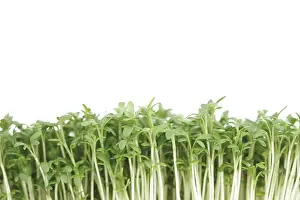 Food Photography Details Prints: Cress sprouts