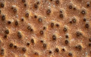 Low Calorie Diet Food Prints: Crispbread