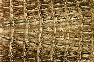 No People Background Image Prints: Crocodile leather background