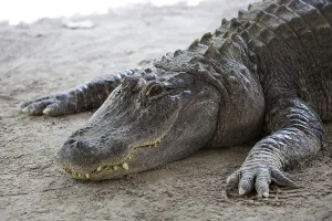 Crocodile Wildlife Photography Prints: Crocodile in the wild in a clearing