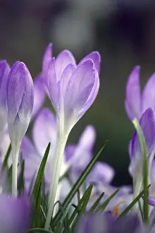 Early Spring Flowering Plant Prints: Crocus