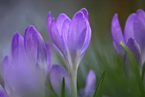 First Day Of Spring Flowers Prints: Crocus