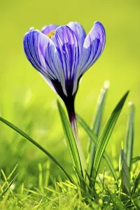 Crocuses In Bloom Prints: Crocus blooms