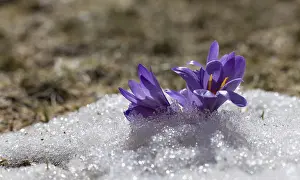Spring Awakening Flowers Prints: Crocus blossoms in the snow