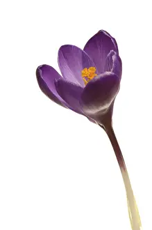 Botanical Photography Prints: Crocus (Crocus)