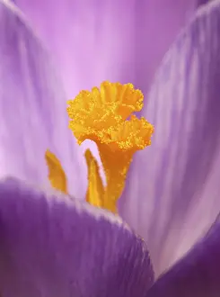 Close Up Crocus Flower Prints: Crocus (Crocus)
