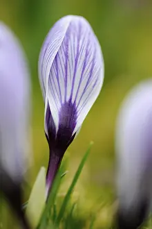 Crocus Flower Prints: Crocus (Crocus)