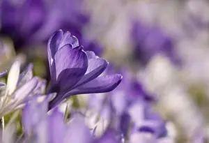 European Flora Botany Prints: Crocus (Crocus)