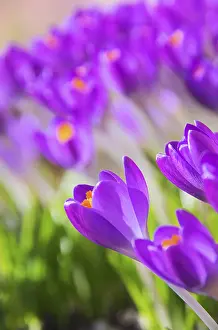 Early Flowering Plant Prints: Crocus, Crocus 70