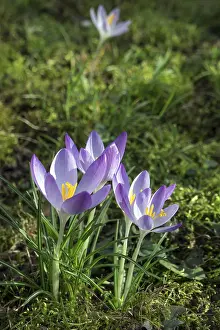 Close Up Crocus Blossom Prints: Crocus (Crocus), flowers, purple