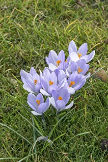 First Day Of Spring Images Prints: Crocus (Crocus Hybr.)