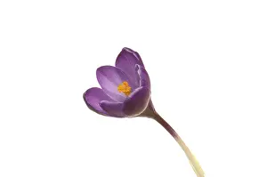 Studio Botany Photos Prints: Crocus (Crocus), purple