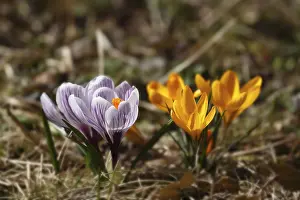Saffron Crocus Prints: Crocus (Crocus sativus)