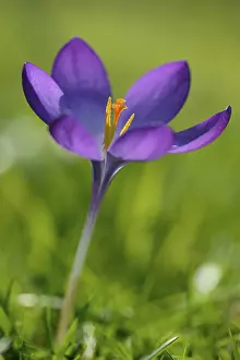 Close Up Crocus Prints: Crocus (Crocus sp.), violet flower