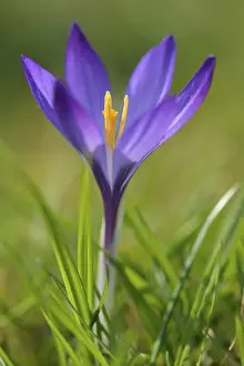 Crocus Flower Prints: Crocus (Crocus sp.), violet flower