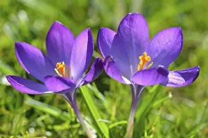 Crocus Flower Prints: Crocus (Crocus sp.), violet flower