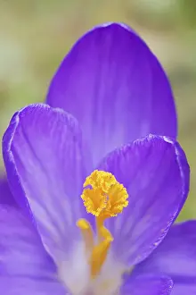 Close Up Of Crocus Blossom Prints: Crocus (Crocus spec.), flower detail