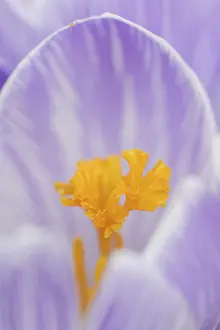 Close Up Of Crocus Blossom Prints: Crocus (Crocus spec.), flower detail