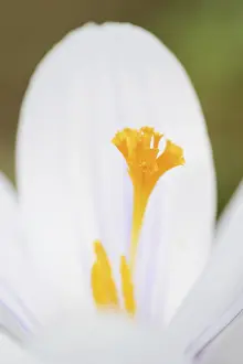 Close Up Of Crocus Blossom Prints: Crocus (Crocus spec.), flower detail