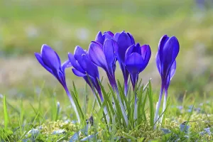 Purple Crocus Blossom Prints: Crocus (Crocus) in spring in a meadow