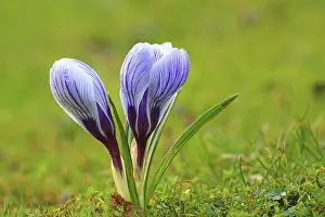 Daytime Blooming Plants Prints: Crocus (Crocus) in spring in a meadow