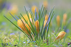 Crocus In Spring Prints: Crocus (Crocus) in spring in a meadow