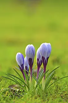 Daytime Blooming Plants Prints: Crocus (Crocus) in spring in a meadow
