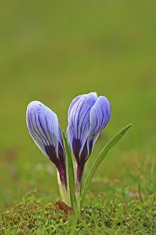 Purple Crocus Blossom Prints: Crocus (Crocus) in spring in a meadow