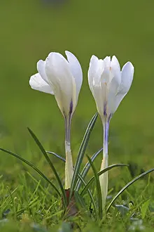 Flowering Meadow Scene Prints: Crocus (Crocus) in spring in a meadow
