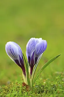 Daytime Blooming Plants Prints: Crocus (Crocus) in spring in a meadow