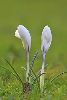 Crocus In Spring Prints: Crocus (Crocus) in spring in a meadow