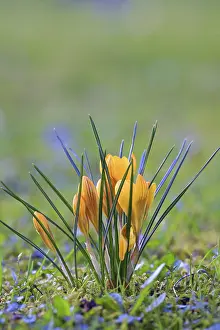 Orange Blossom Plant Prints: Crocus (Crocus) in spring in a meadow